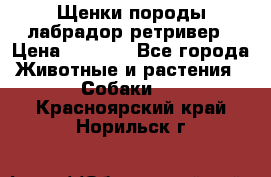Щенки породы лабрадор ретривер › Цена ­ 8 000 - Все города Животные и растения » Собаки   . Красноярский край,Норильск г.